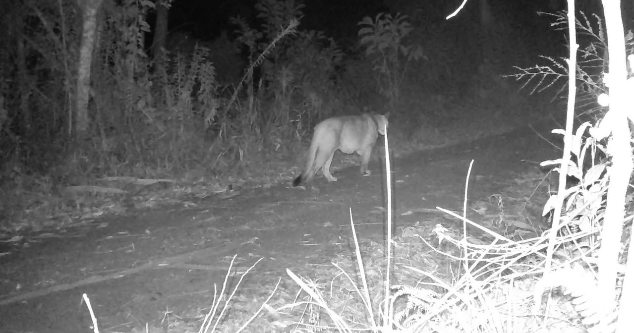 Onça-parda é flagrada rondando propriedade de veterinário em SC; VÍDEO