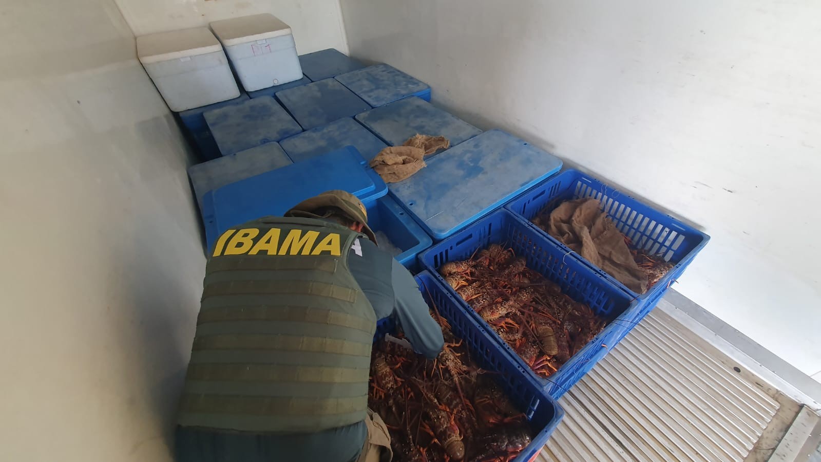 Carga ilegal de mais de 600 kg de lagosta é apreendida, em Alhandra, na PB