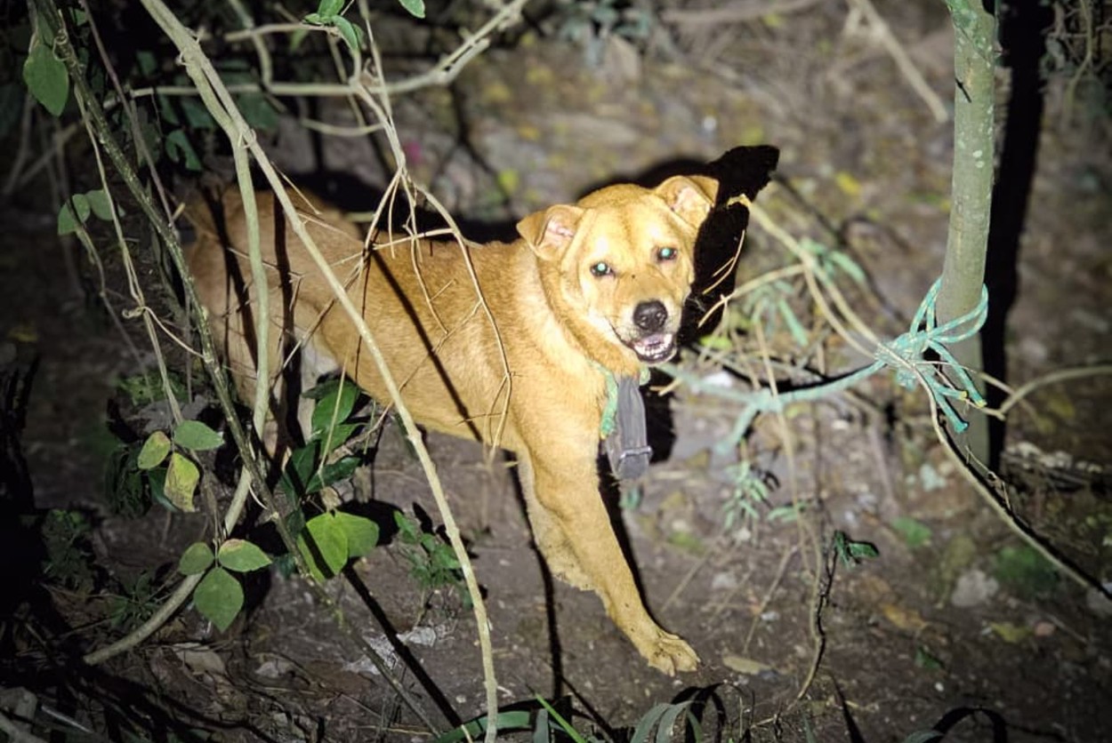Cachorro abandonado e amarrado para morrer em matagal é resgatado no interior de SP