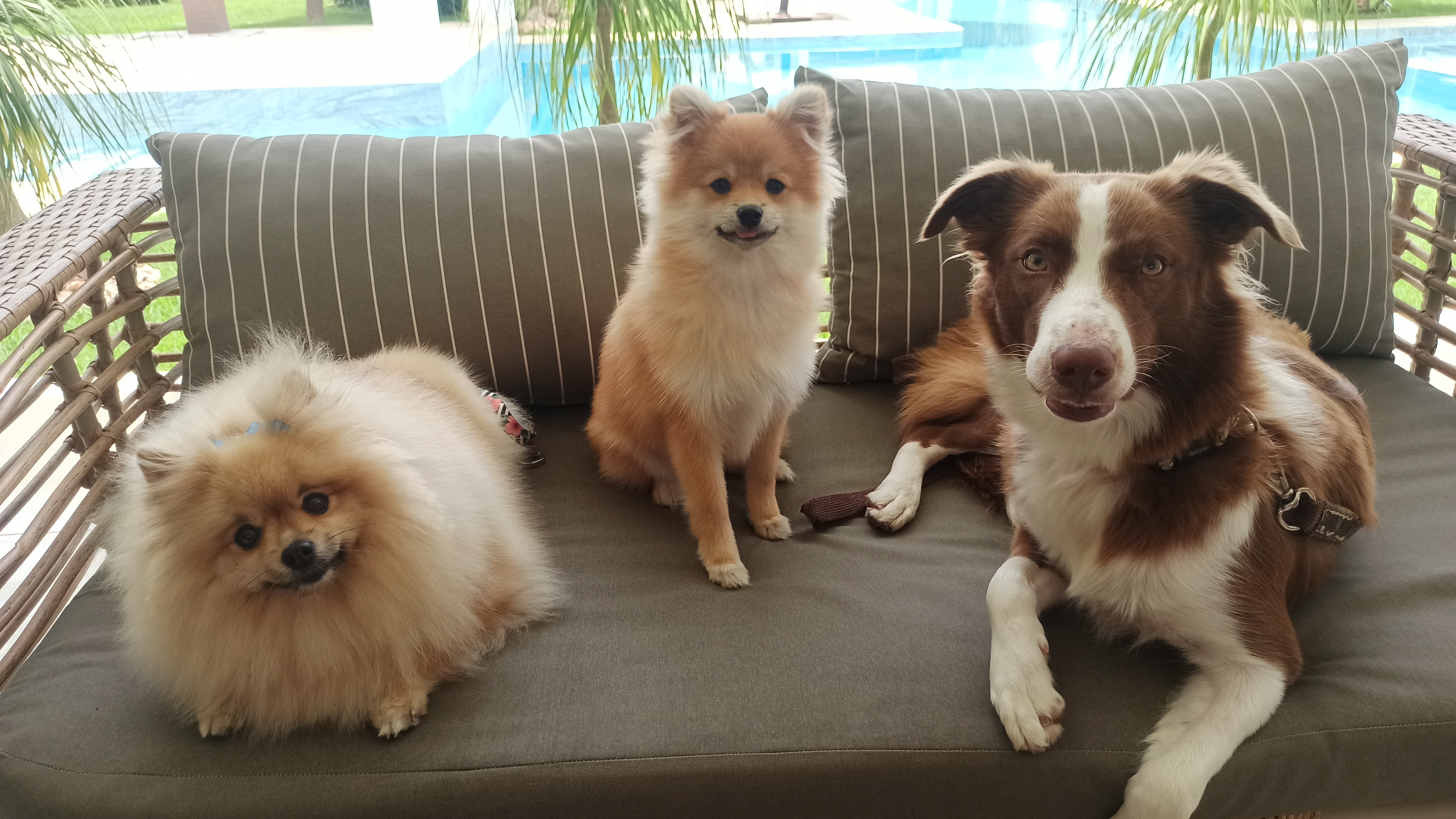 Por que casas grandes não garantem qualidade de vida para os cães urbanos