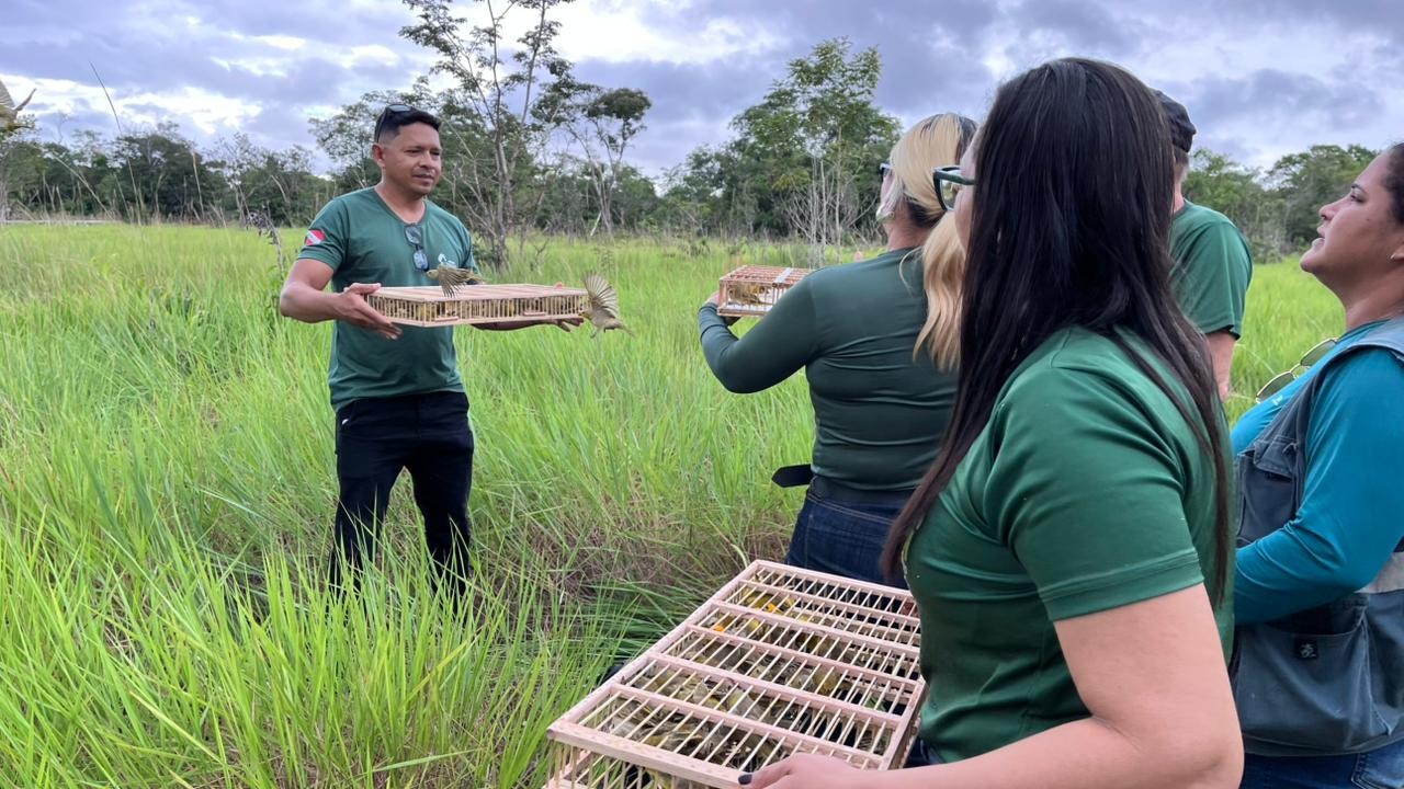 Ação integrada apreende quase 200 aves silvestres em Juruti