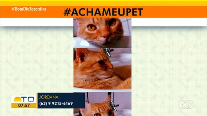 Tutoras procuram por cachorro e gato em Porto Nacional e Palmas