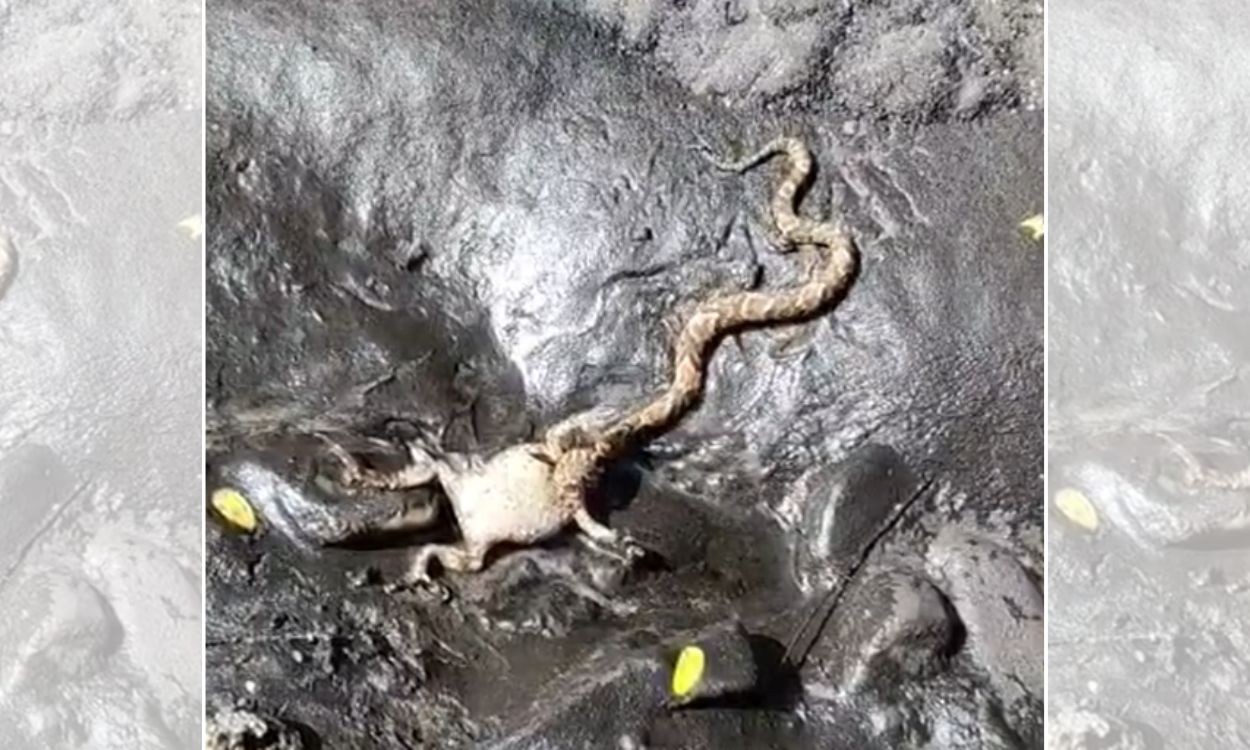 VÍDEO: Homem grava boipeva tentando engolir sapo-cururu enorme