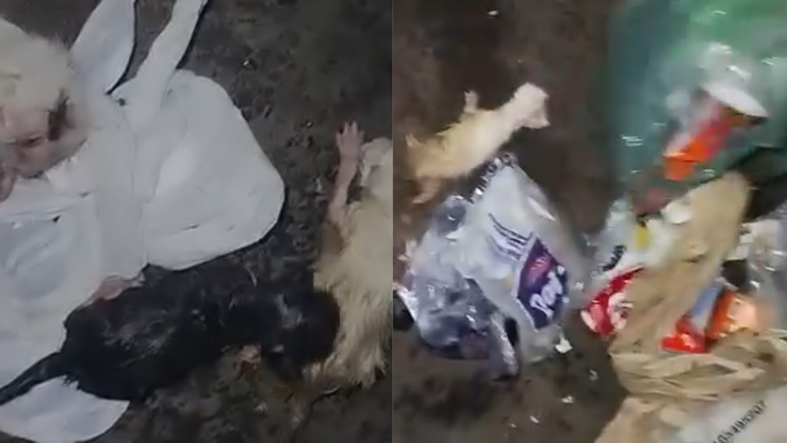VÍDEO: Filhotes de gatos são resgatados de sacolas de lixo em rodoviária no PI; um morreu