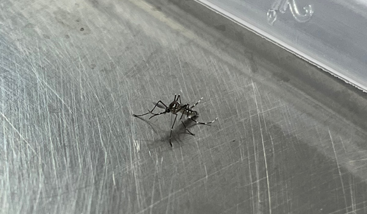 Campinas ganha biofábrica capaz de produzir 190 milhões de mosquitos com bactéria que bloqueia transmissão da dengue
