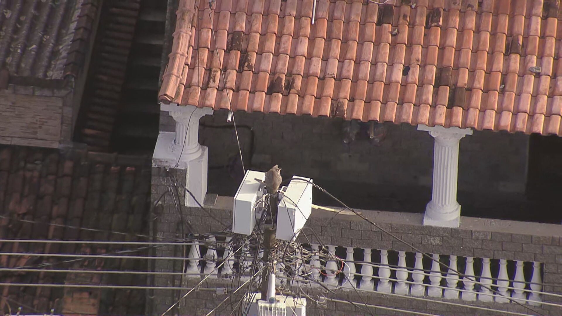 Resgate de gato em poste de energia mobiliza moradores da Zona Norte do Rio
