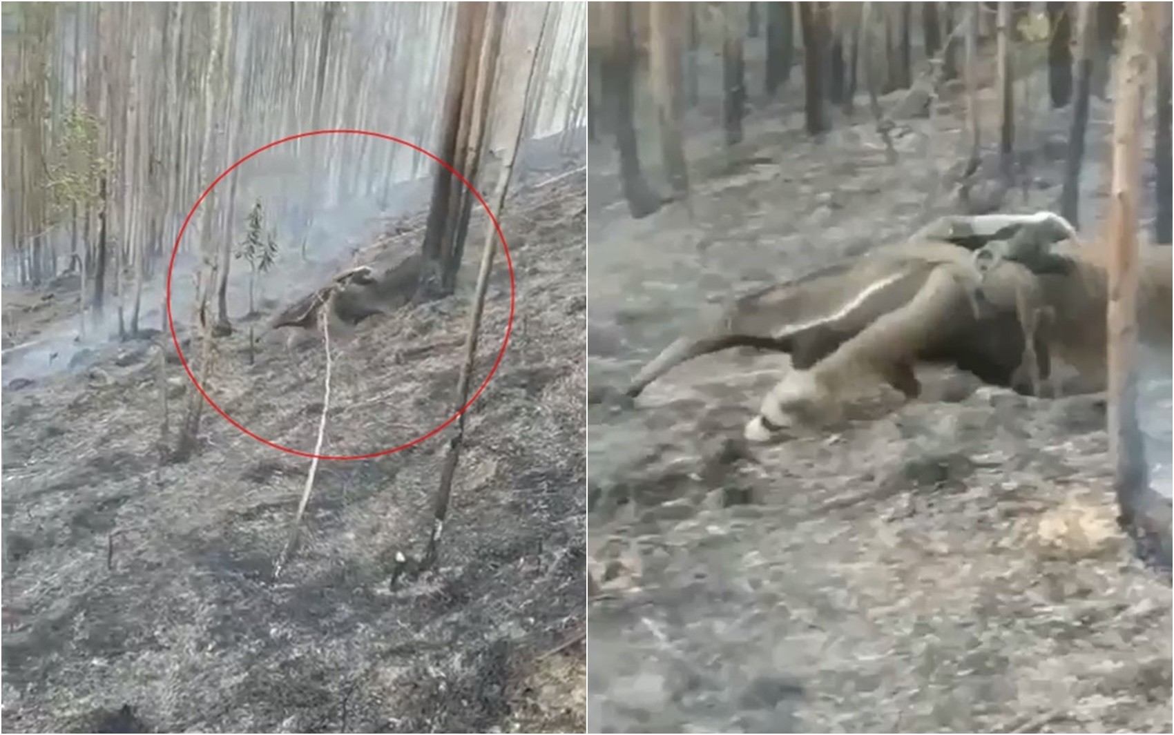 VÍDEO: Tamanduá-bandeira é flagrado fugindo com filhote de incêndio em serra, em MG