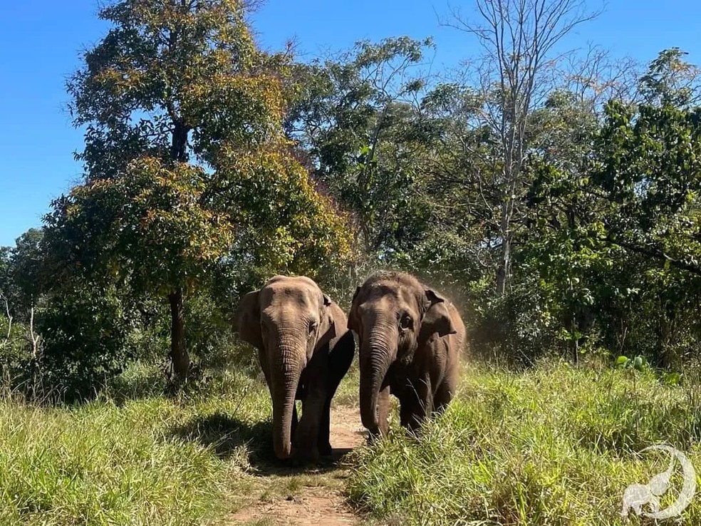 Santuário de Elefantes Brasil, em Chapada dos Guimarães (MT) — Foto: Santuário de Elefantes Brasil (SEB)