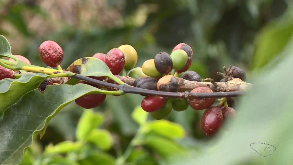 Grão de café é impactado pela seca e afeta qualidade do fruto na safra na Região do Caparaó, no Espírito Santo — Foto: Reprodução/TV Gazeta