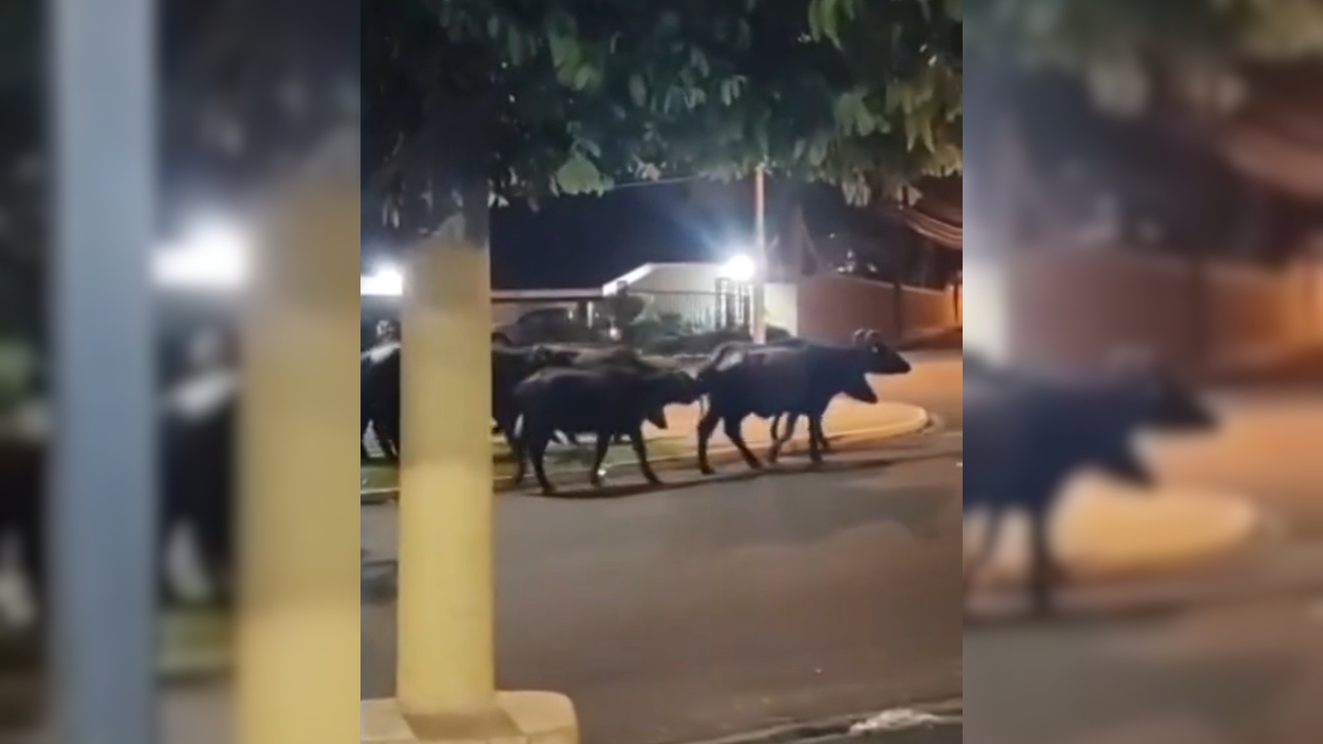 VÍDEO: manada de búfalos 'passeia' solta por avenida em Ibitinga