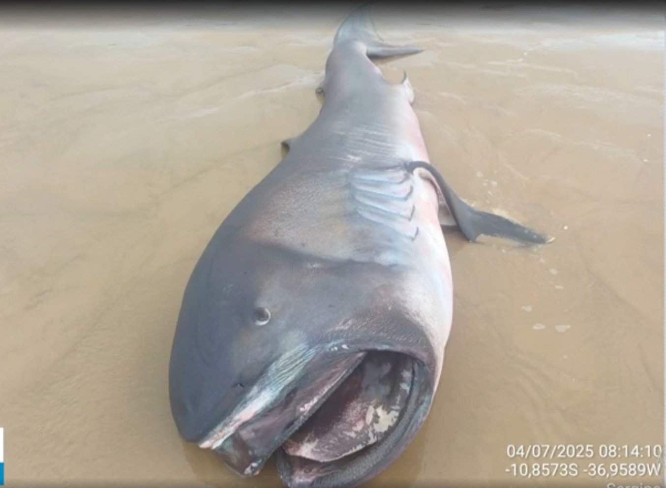 Raro tubarão 'megaboca' encontrado em Sergipe: o que se sabe e o que falta saber