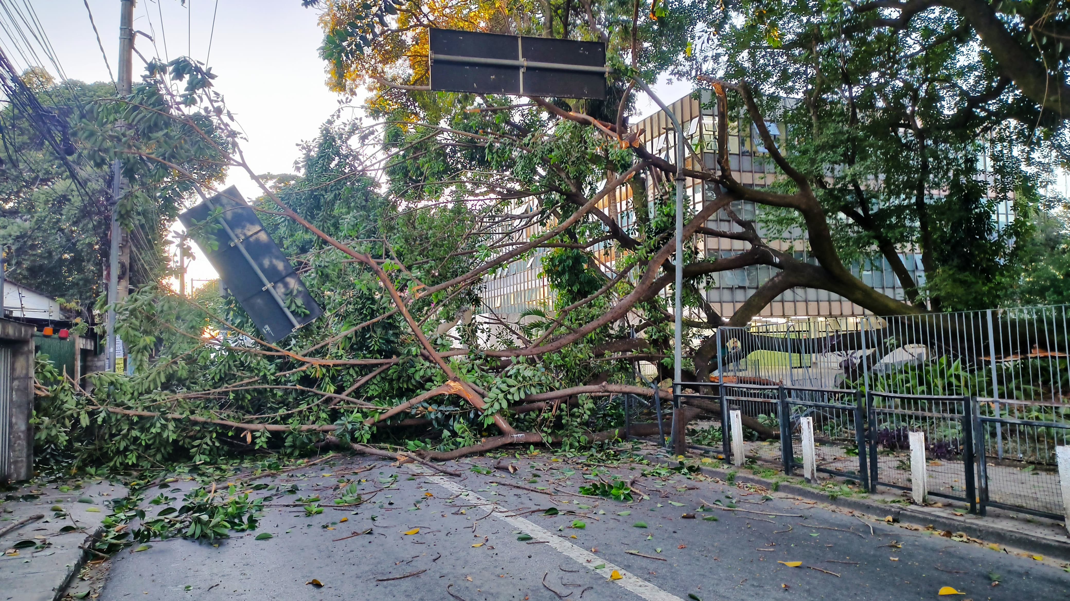 Árvore de grande porte e fica atravessada em rua movimentada de Belo Horizonte