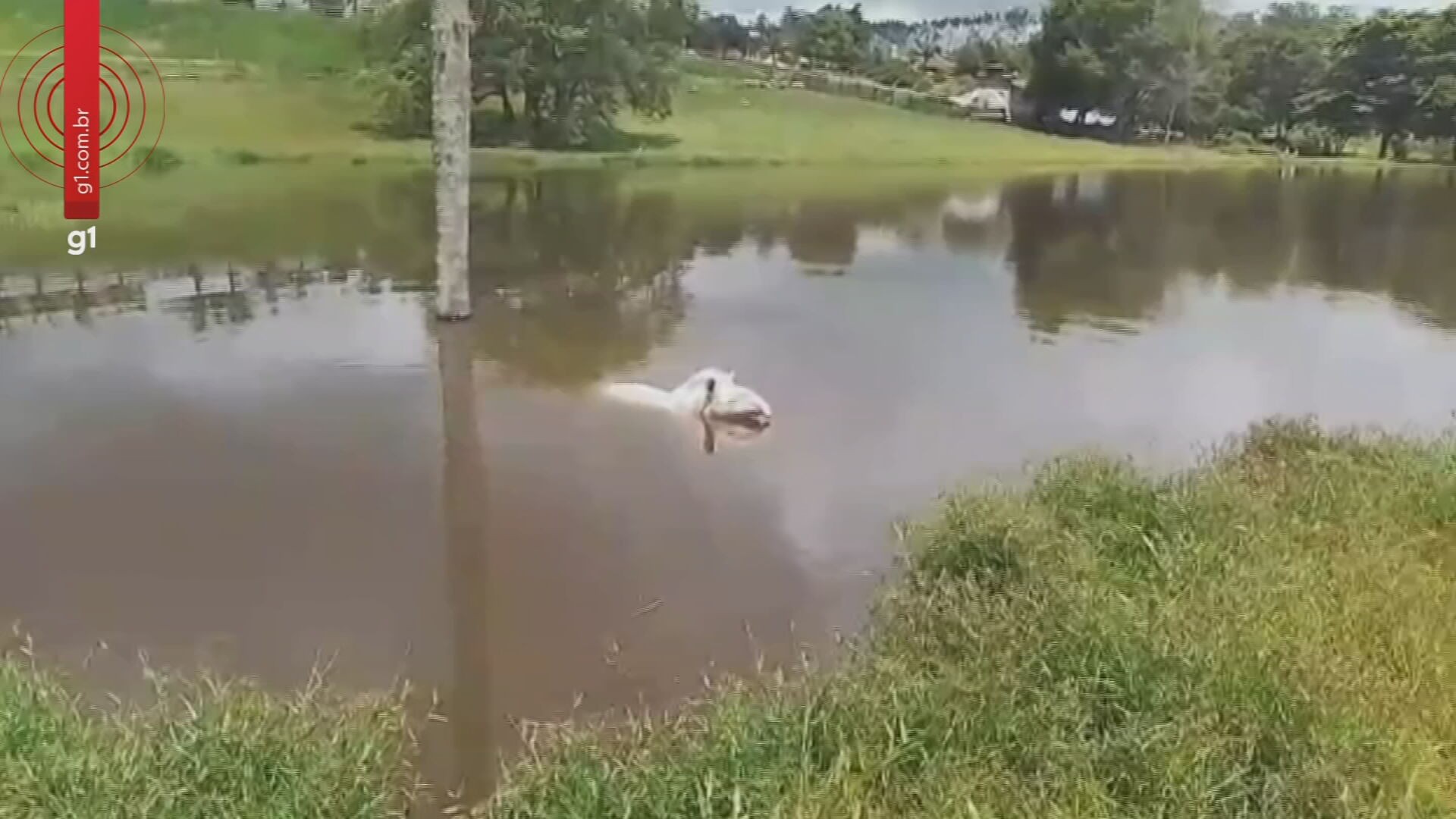 VÍDEO: Anta com coloração rara é vista nadando em lago de propriedade rural no interior de SP: 'Ela vem sempre', diz morador