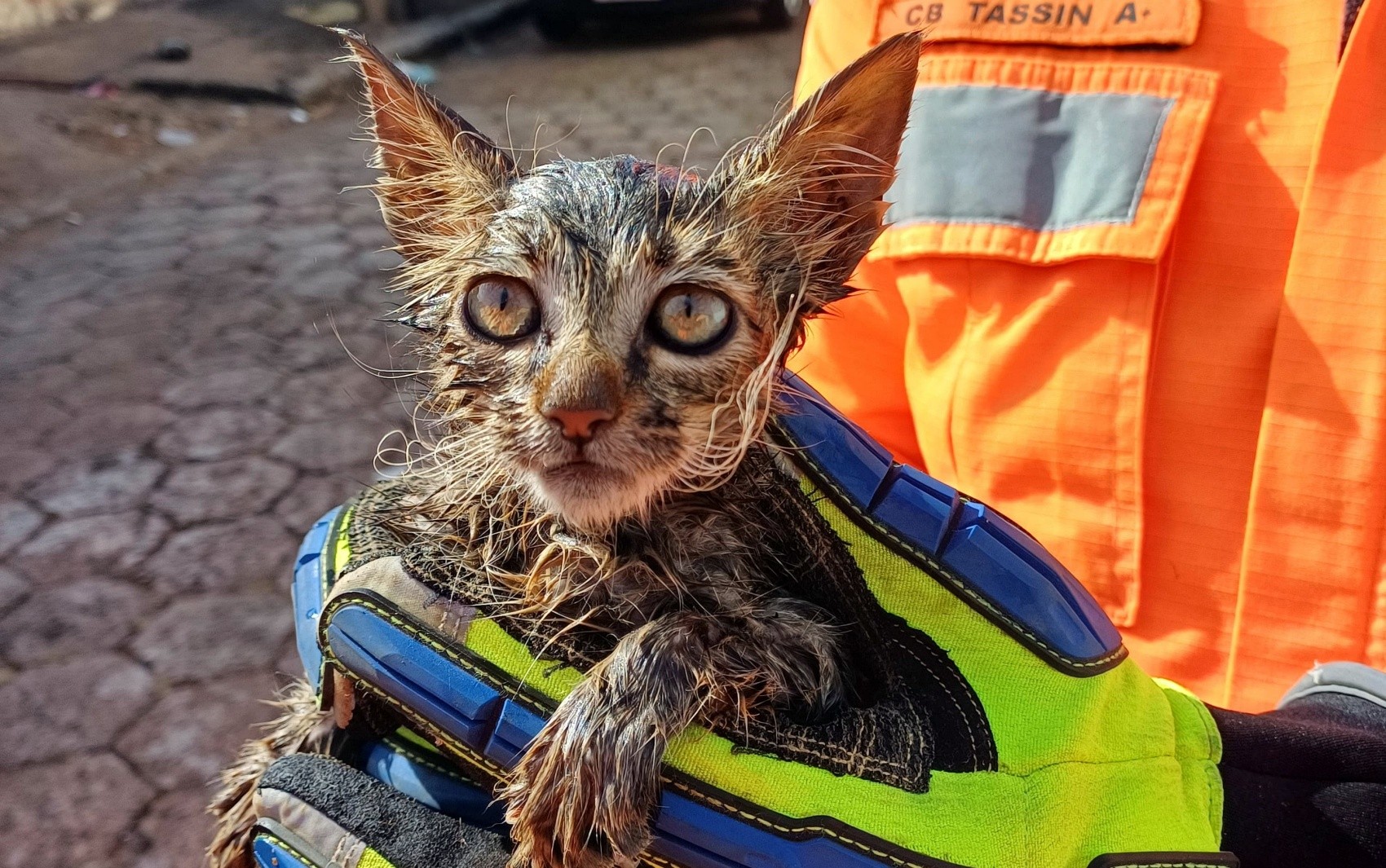 Gatinha é resgatada com vida após ficar cinco dias presa em cano, em São Sebastião do Paraíso, MG