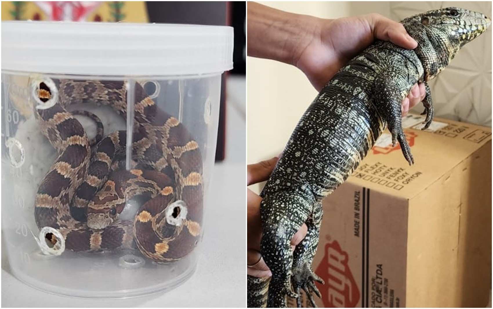 Polícia Civil apreende cobras exóticas e lagarto teiú que seriam enviados por Correios em Lavras, MG
