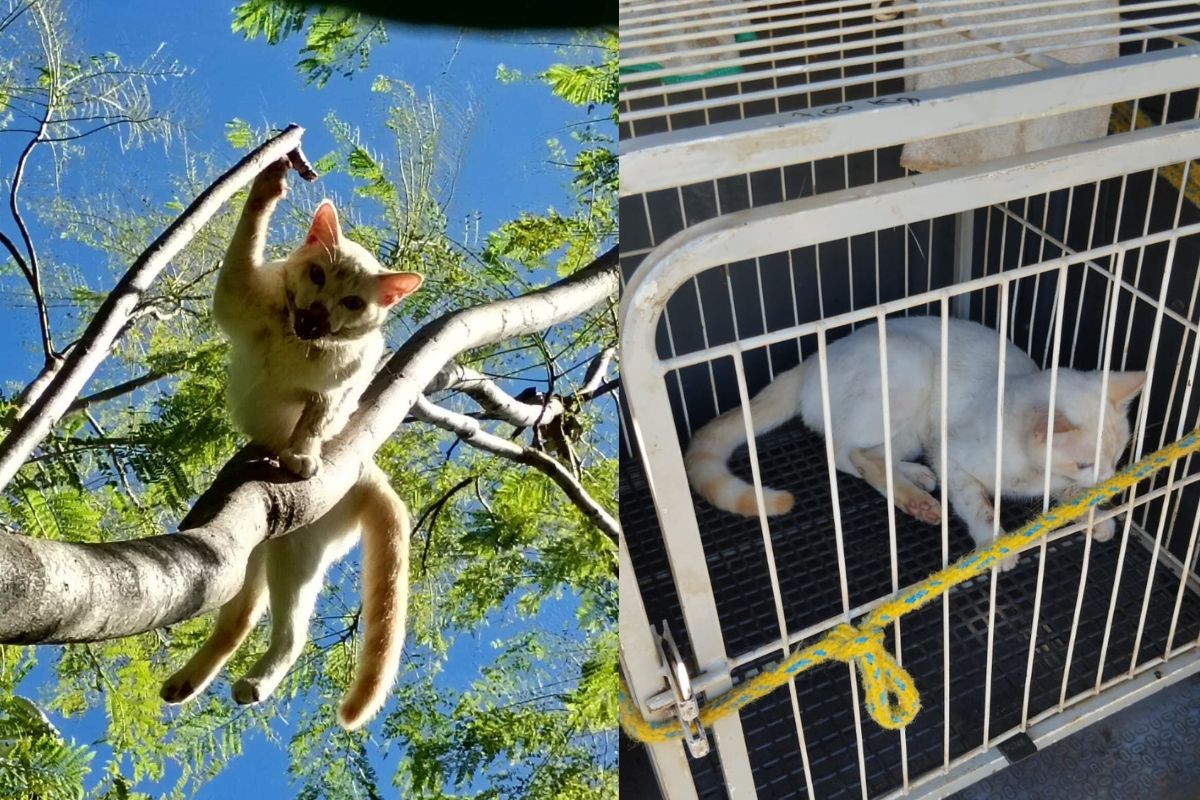 Guarda é acionada para resgate de gato em árvore, encontra animal com ferimentos graves e tutora acaba presa por maus-tratos, no PR