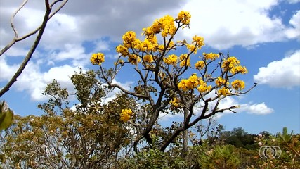 Semana Nacional do Meio Ambiente: Cerrado guarda uma das maiores biodiversidades do mundo