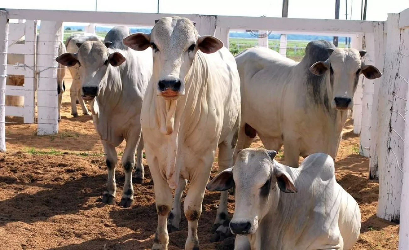 Vaqueiro e outras três pessoas são suspeitos de furto e venda de 400 cabeças de gado