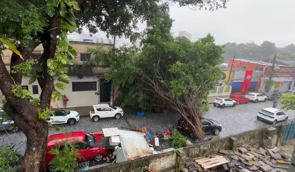 Um carro e uma moto foram atingidos pela queda da Árvore — Foto: Reprodução/WhatsApp