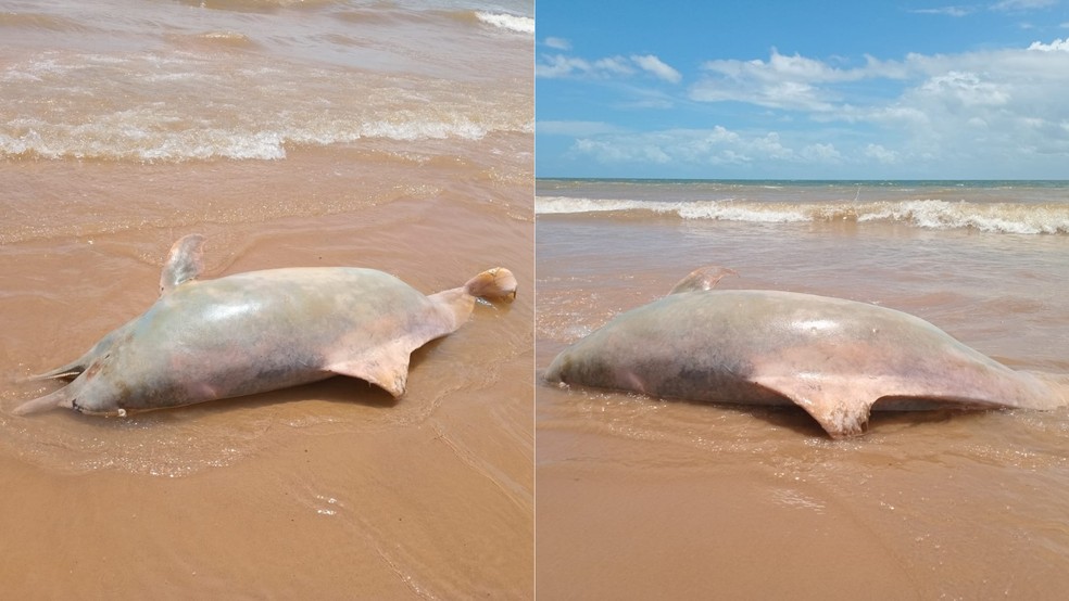Golfinho é encontrado morto na Praia da Ponta Verde, em São José de Ribamar — Foto: Ismael Araújo/Mirante News FM