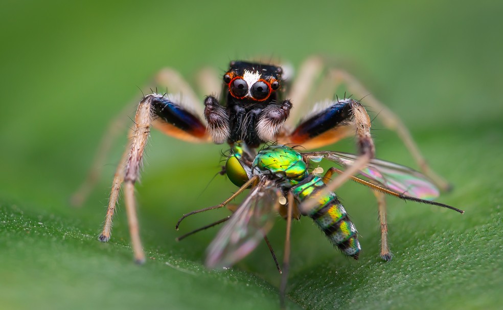 Conheça as vespas 'caçadoras' de aranha, Terra da Gente