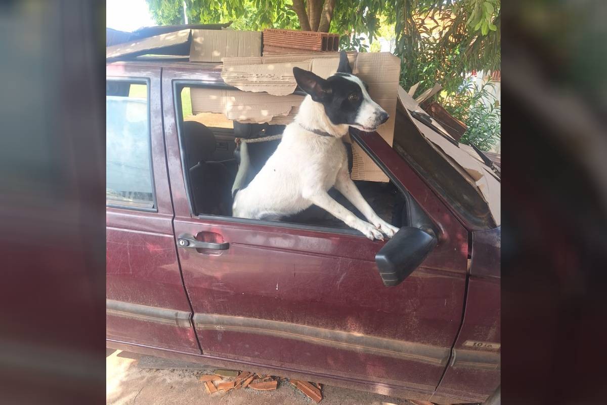 Cachorro resgatado após 3 meses preso em carro no PR