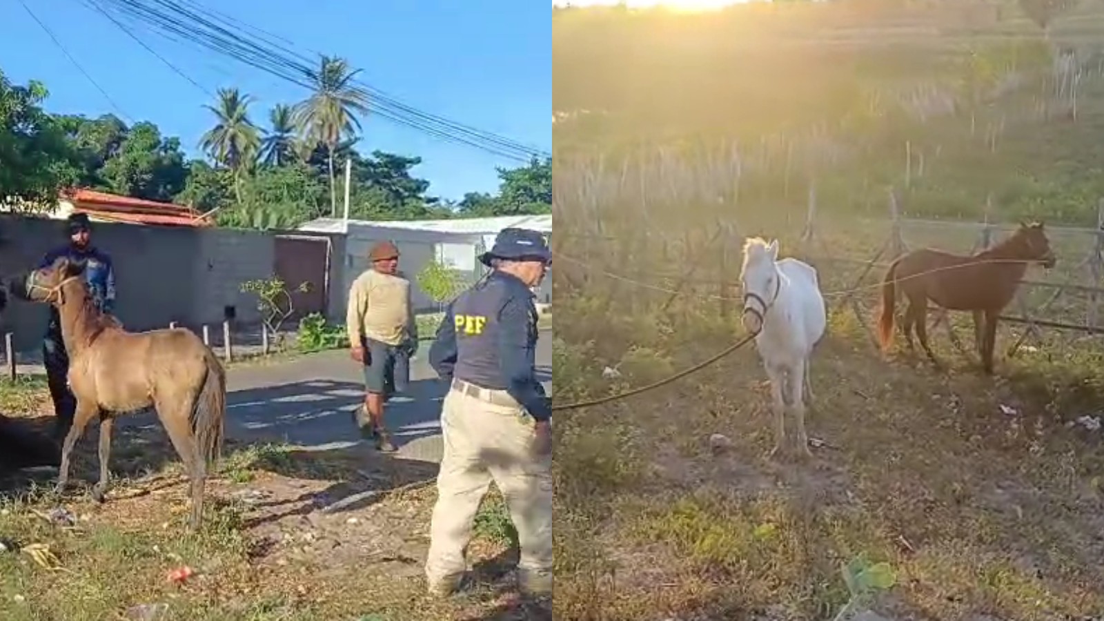Quase 100 animais soltos em rodovias federais são apreendidos no litoral do PI