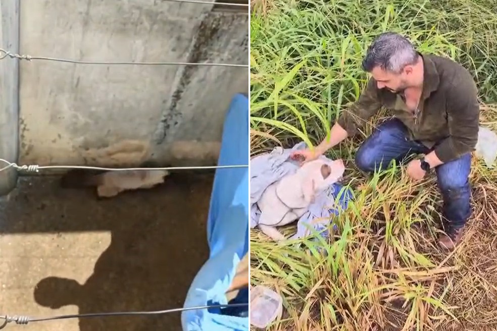 Agente policial atua contra os maus-tratos a animais em Pirapozinho (SP) e região — Foto: Andrews Markus/Arquivo pessoal