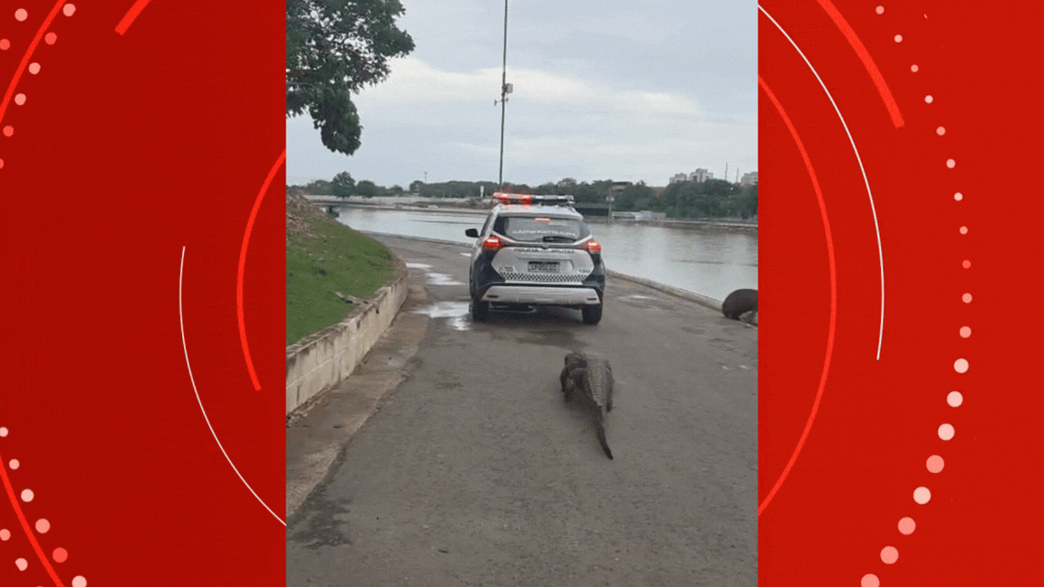 Jacaré 'Celso' sai de lago para perseguir viatura de PM em parque de Cuiabá; VÍDEO