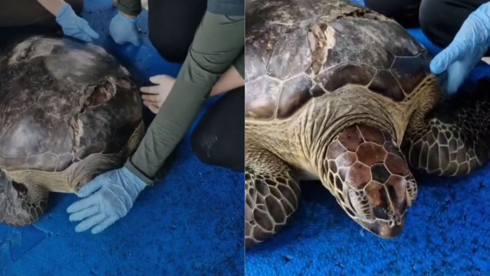 Tartaruga-verde ferida é transferida de Noronha para o RN para reabilitação — Foto: Reprodução/CEMAM