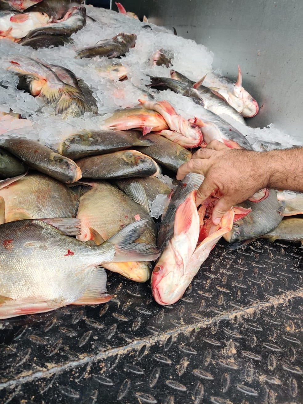 PRF apreende mais de 4 toneladas de peixes impróprios para consumo no MA — Foto: Divulgação/PRF-MA