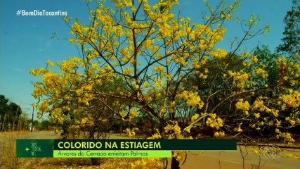 Mais Sustentável: árvores do Cerrado florescem e embelezam a cidade na estiagem