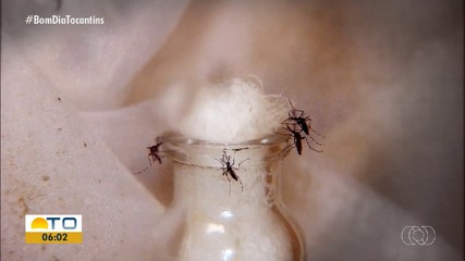 Estratégia de combate ao Aedes Aegypti com larvicida se torna política nacional; entenda