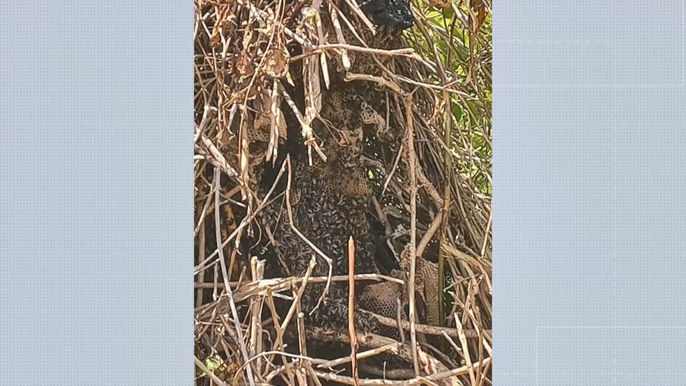 Colmeia de abelhas estava próxima ao local onde carro caiu e as abelhas começaram a atacar Alice — Foto: Reprodução/TV Gazeta