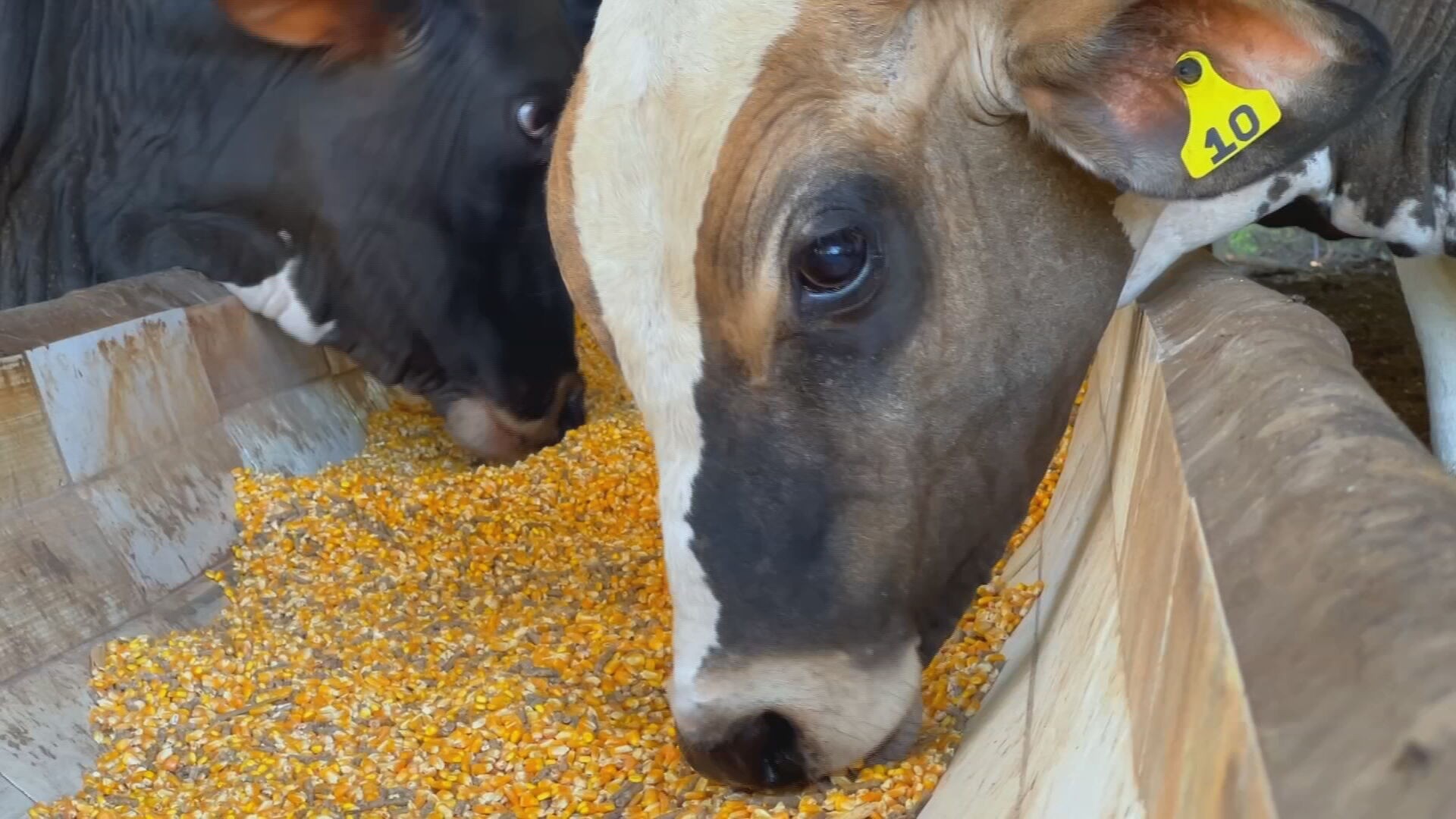 Dieta experimental acelera ganho de peso em bezerros
