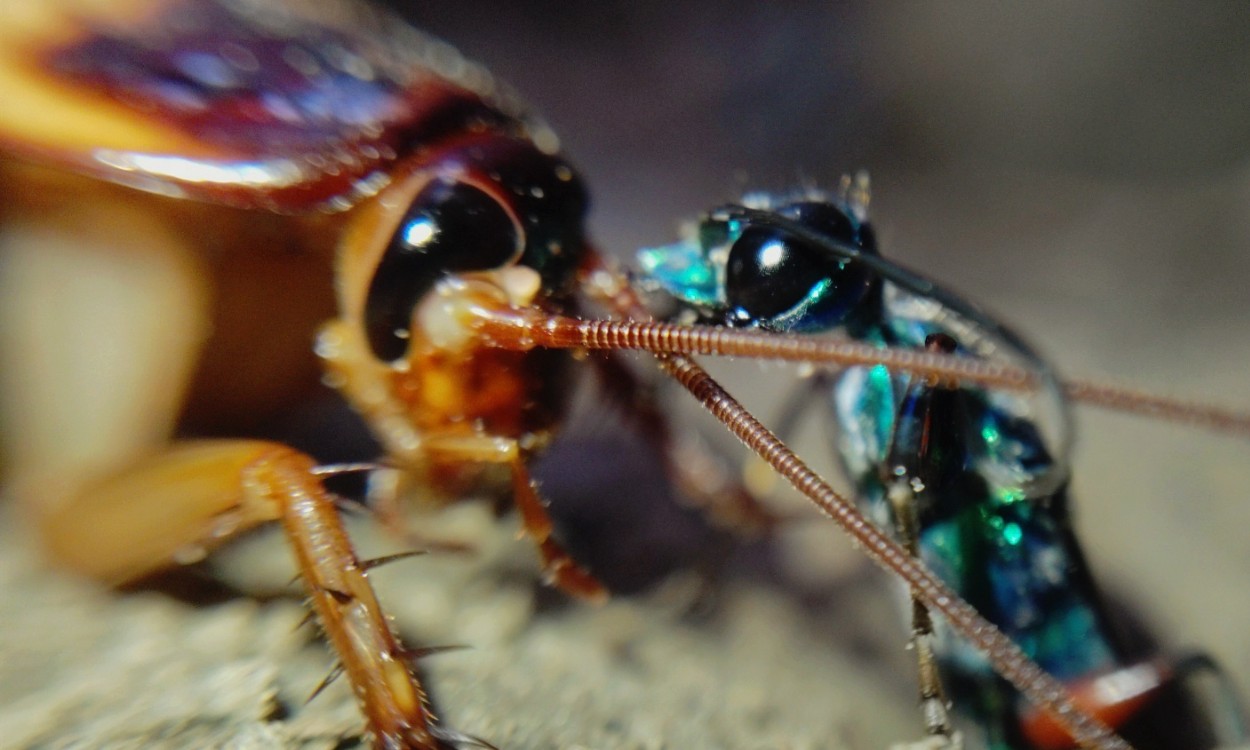 Segredo das 6 picadas: como a vespa-joia transforma baratas em 'zumbis'