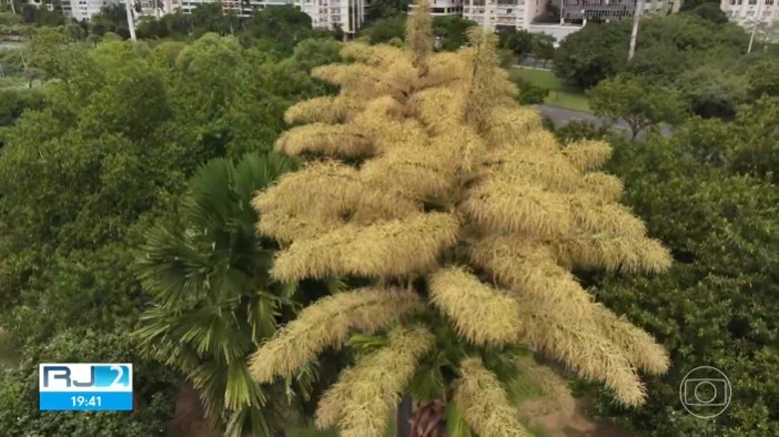 Palmeiras raras florescem no Rio após mais de meio século e encantam moradores