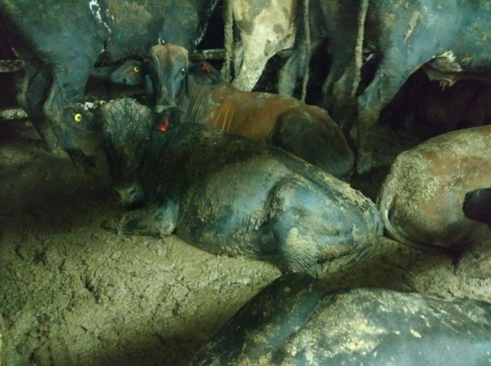 captura de tela 2018 02 03 as 14.36.55 - Exporta&ccedil;&atilde;o de gado vivo dobra em 3 anos, mesmo com cr&iacute;ticas de ambientalistas ao transporte