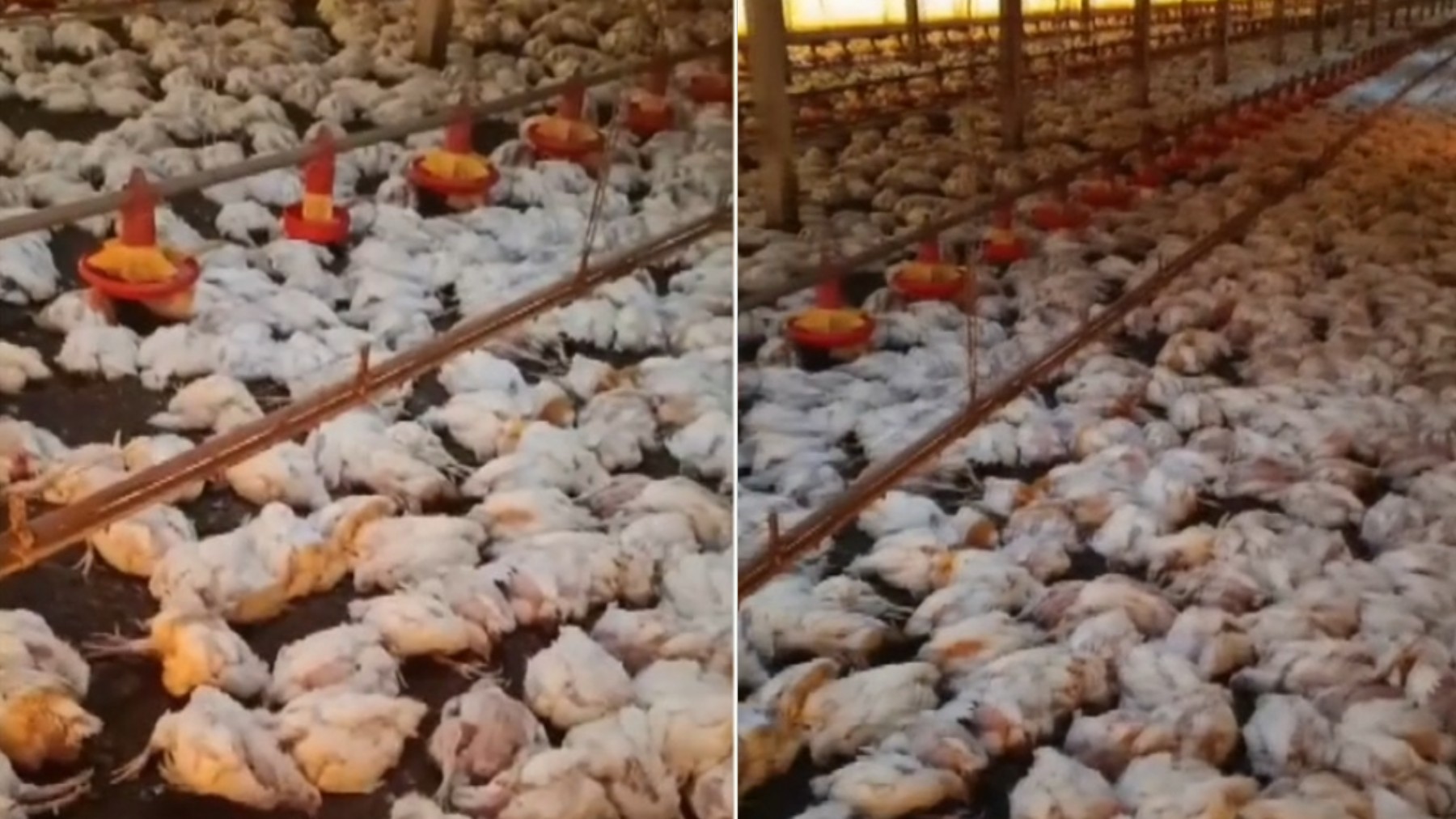 Queda de energia mata 20 mil frangos e causa prejuízo de R$ 150 mil para produtor do Paraná