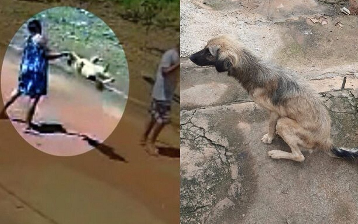 Vídeo cachorro transando com mulher