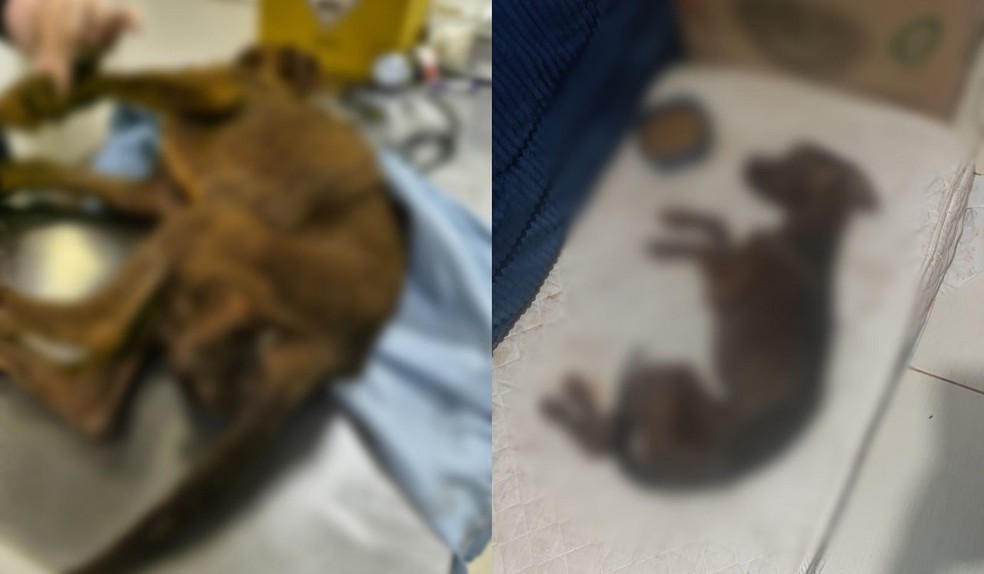 Mulher é presa por maus-tratos após cadela em estado crítico ser resgatada em Botucatu — Foto: Polícia Civil/Divulgação