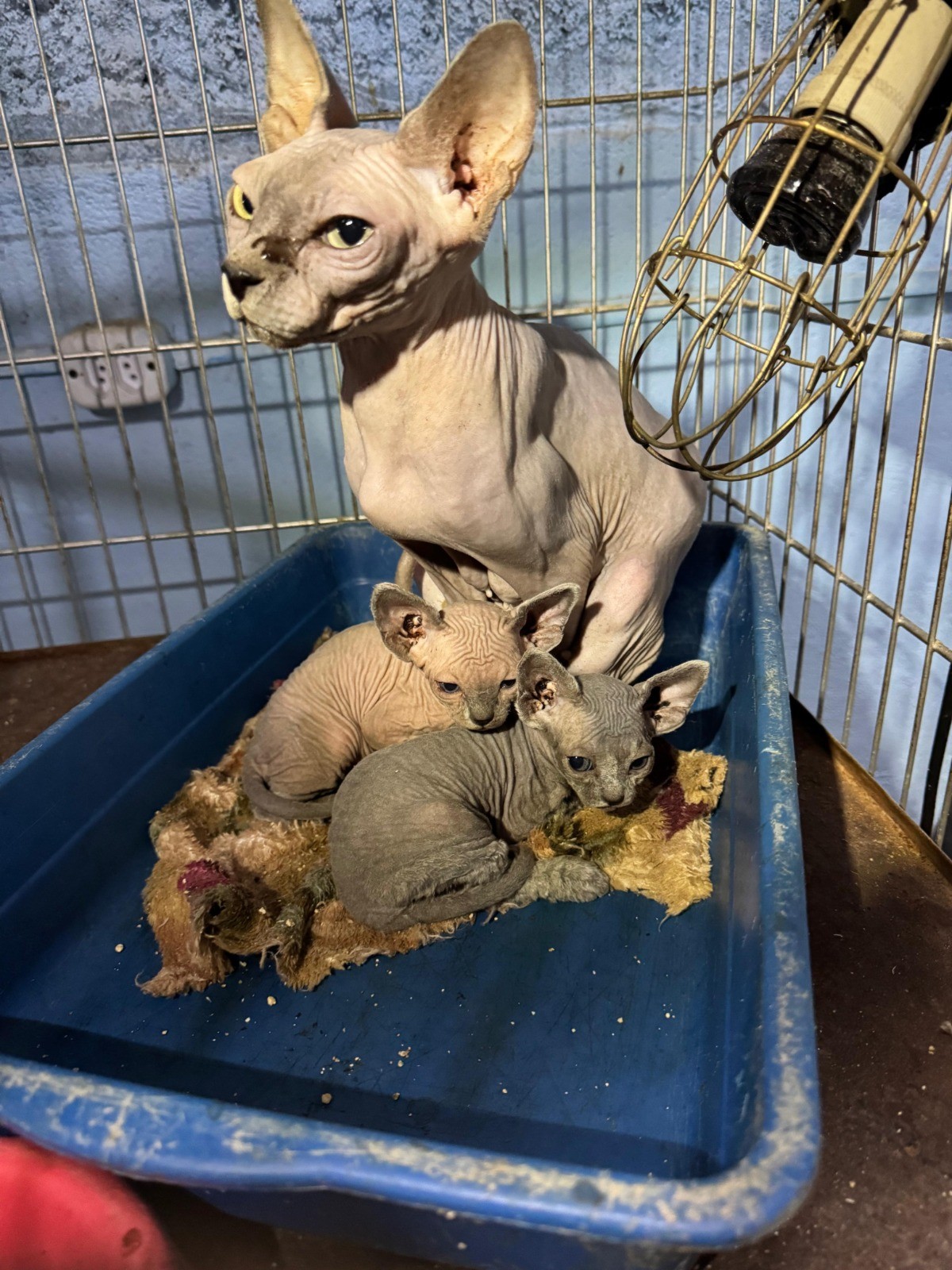Polícia Civil encontra mais de 100 gatos escondidos em fundos falsos e prende suspeita por maus-tratos na Zona Leste de SP