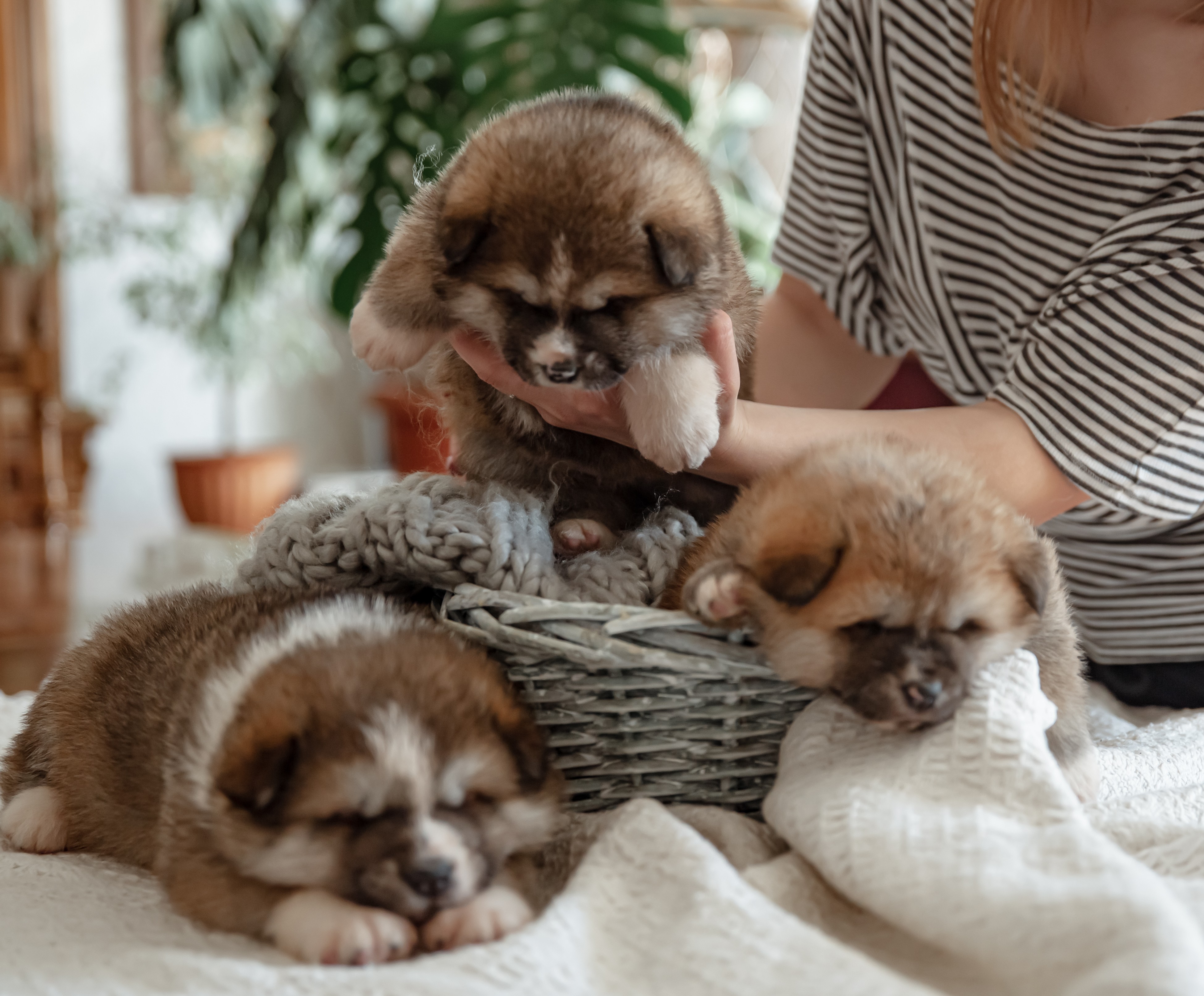 Como preparar a casa para receber um novo pet