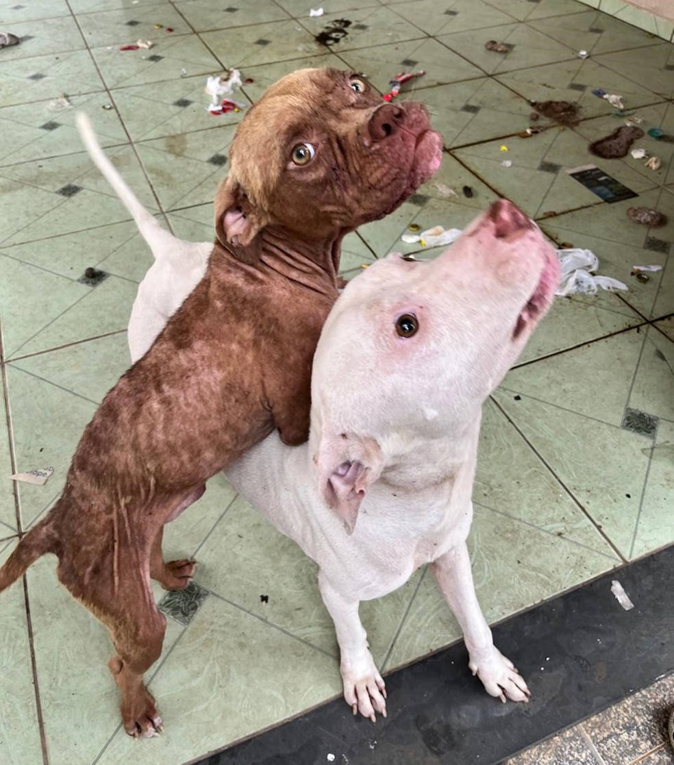 Cães da raça pitbull são resgatados em situação de maus-tratos em Guaxupé, MG — Foto: Polícia Civil