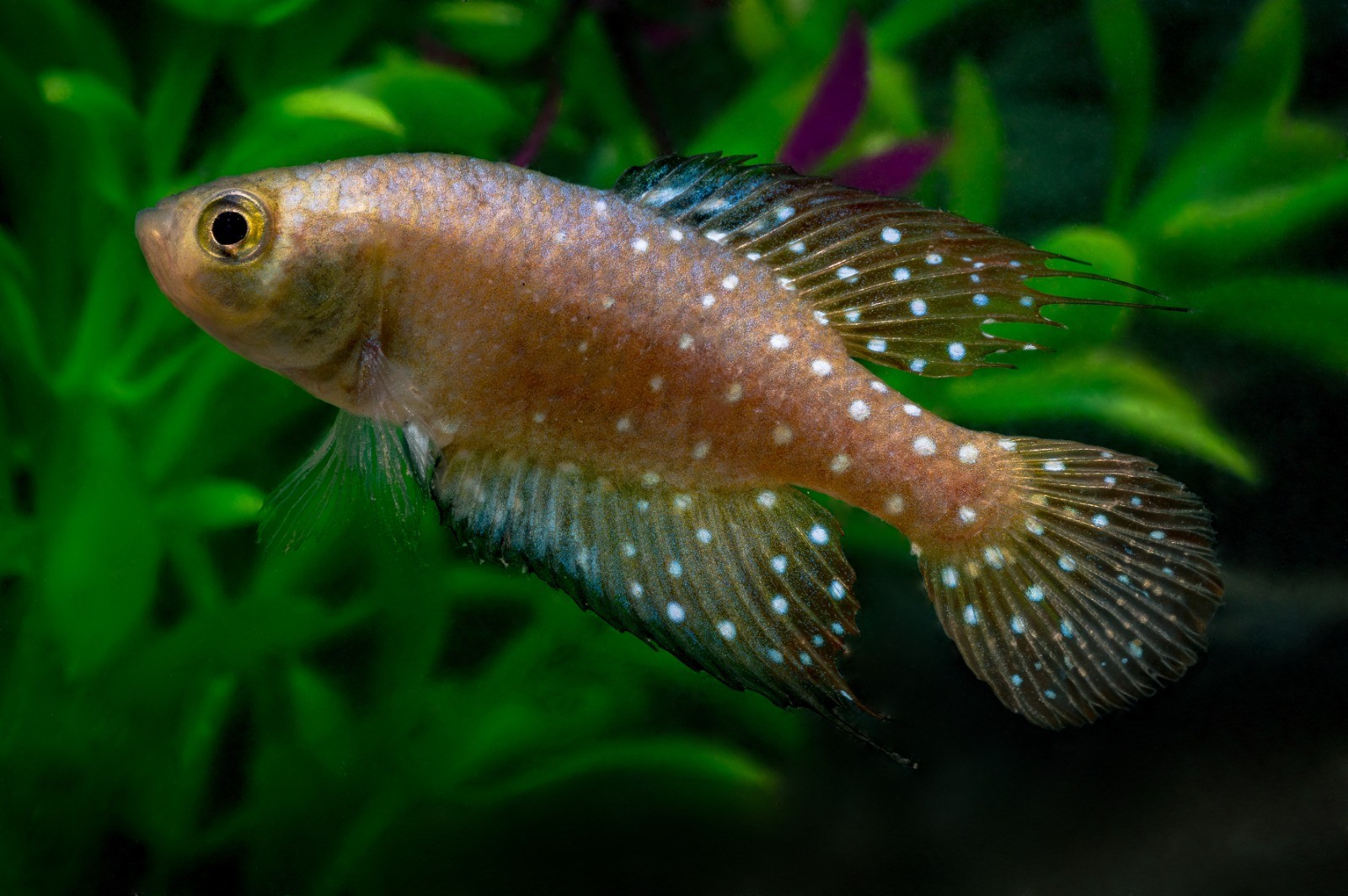 Nova espécie de peixe-das-nuvens é descoberta no Pantanal