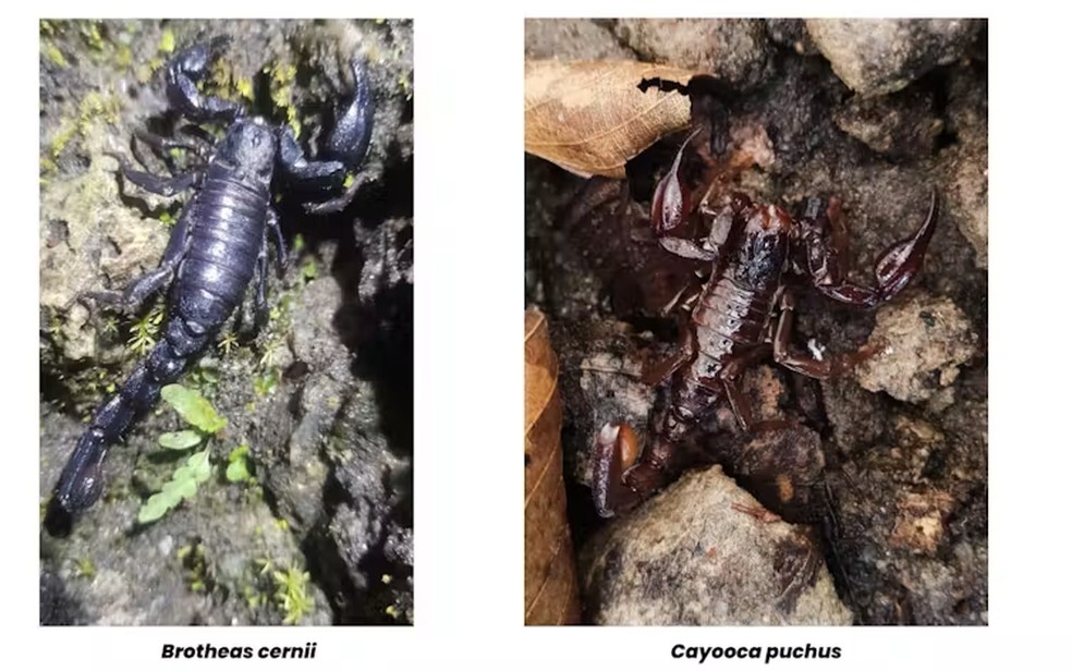 Brotheas cernii (esquerda) e Cayooca puchus (direita) no afloramento rochoso da Cachoeira do Evandro, em Mucajaí (RR) — Foto: Guilherme Melo dos Santos - Equipe do AT-Biota/FAPESP