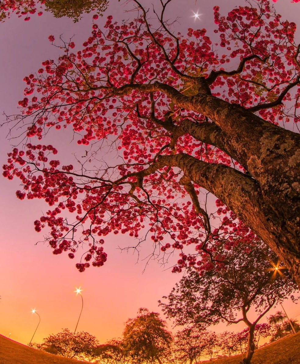 Ipê rosa florido — Foto: Fotografia e Astronomia/ redes sociais