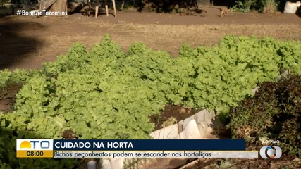 Saiba quais os cuidados para evitar a presença de bichos peçonhentos em hortaliças