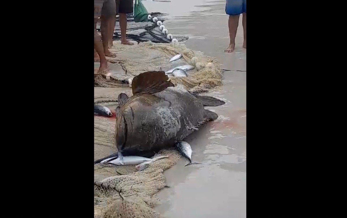 Pescadores capturam peixe ameaçado de extinção e devolvem ao mar em Arraial do Cabo