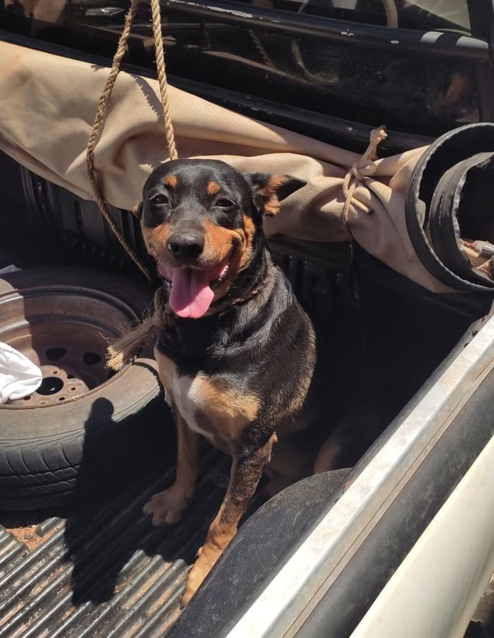 Animal foi encontrado amarrado em uma carroceria, em Presidente Prudente (SP) — Foto: Polícia Ambiental